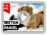 Tibetan Spaniel - Top 10 Facts